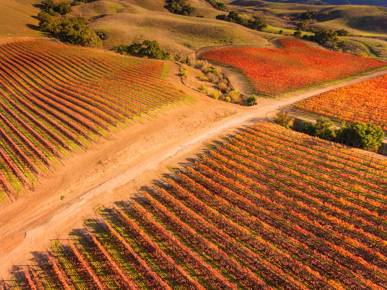 Aerial_Fall_Vineyard1