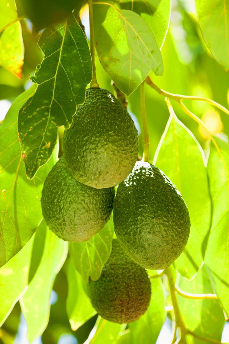 Avocado_Fruit_Tree