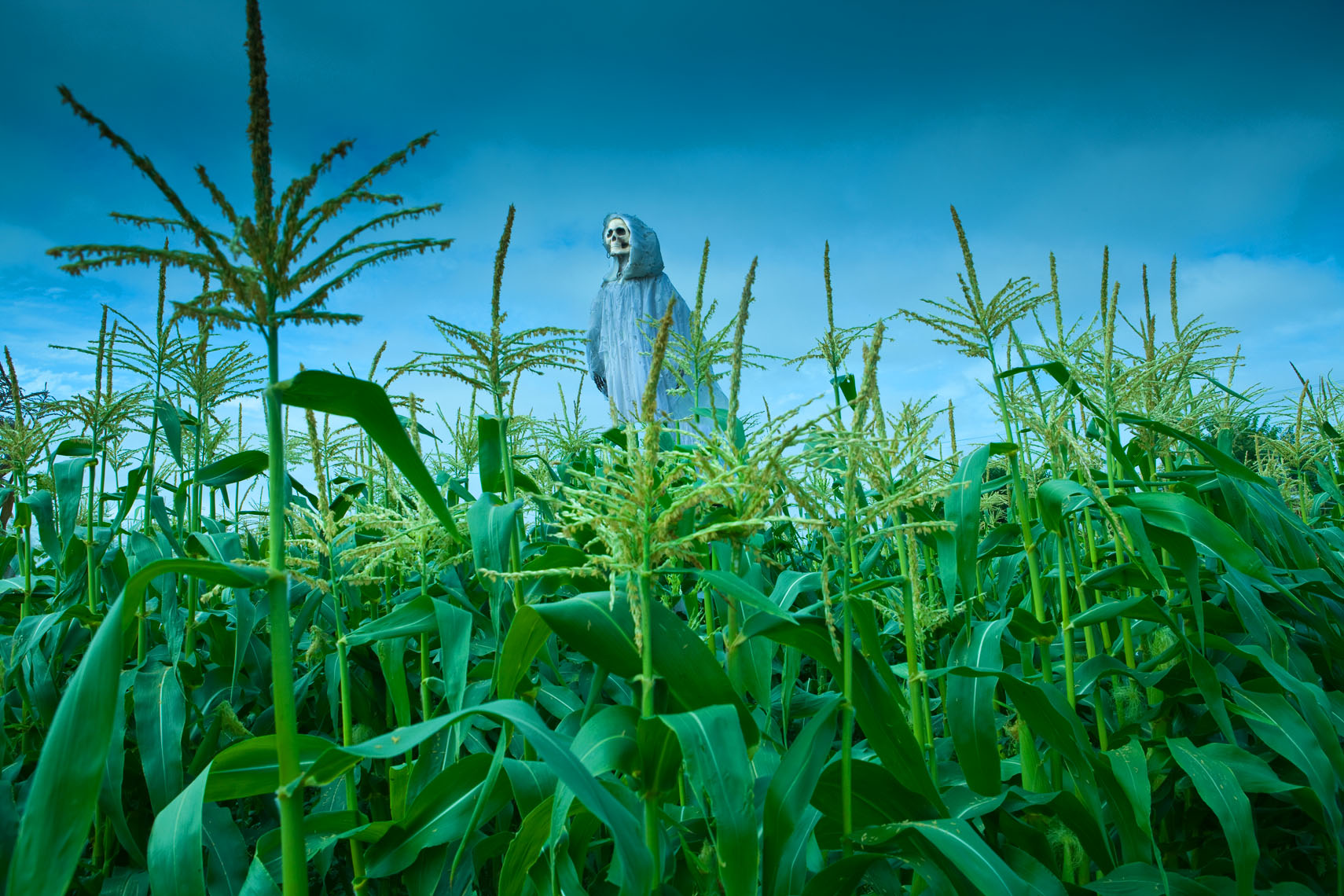 Corn_Field_Scarecrow