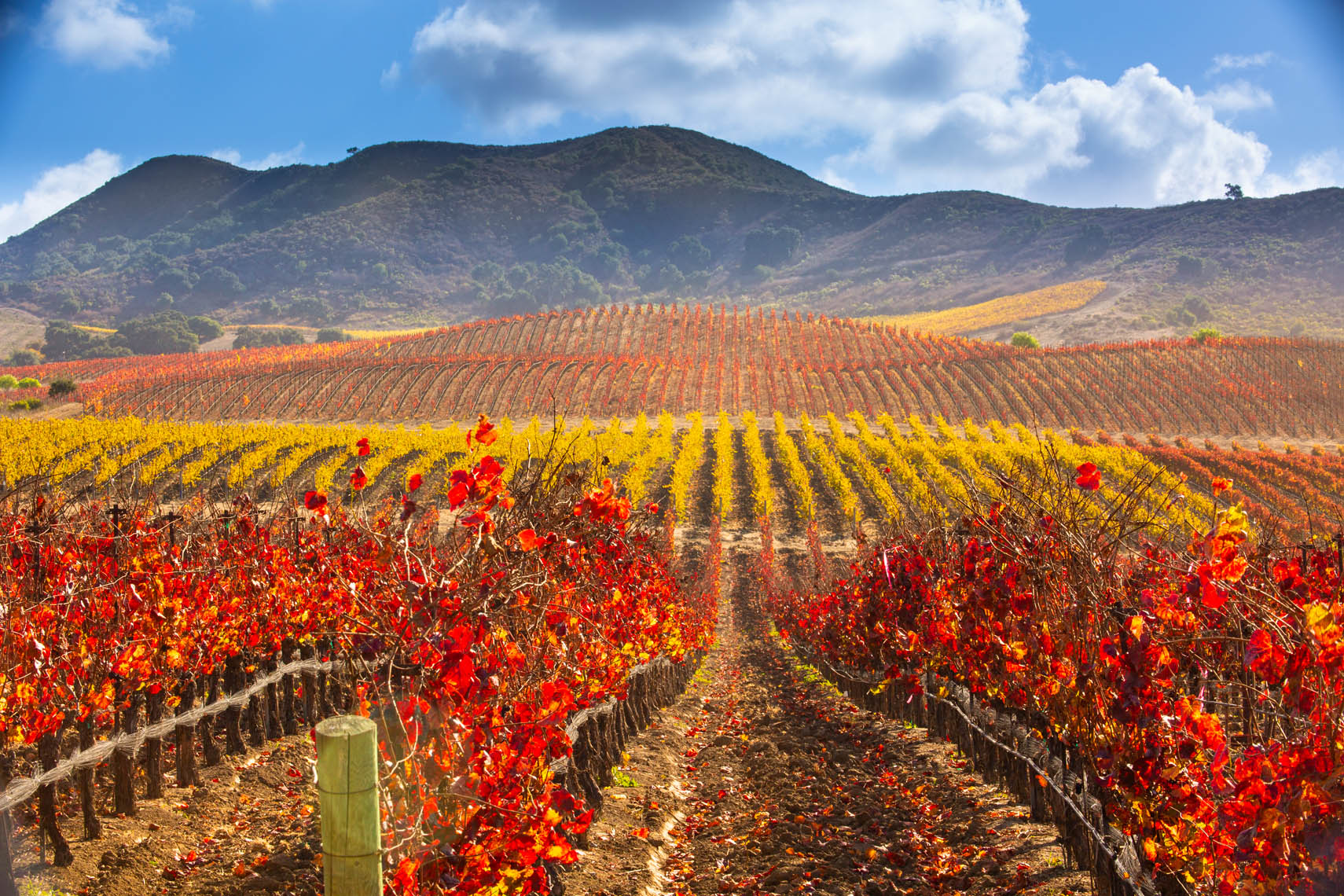Fall_Vineyard