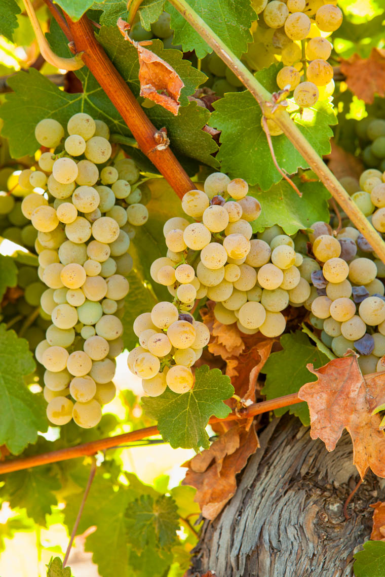 Food_Sauvignon_Blanc_Grapes