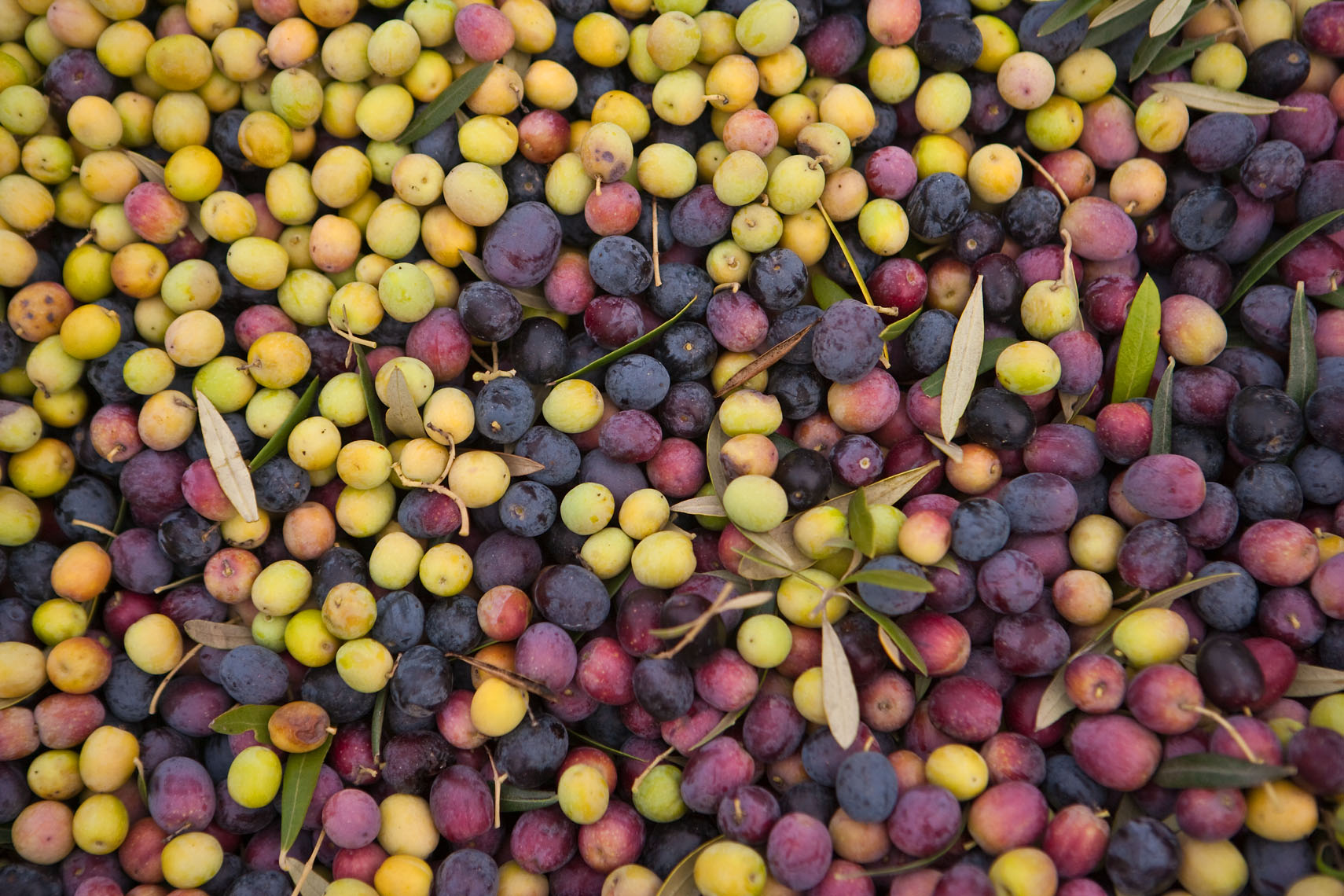 Olive_fruit_Harvest