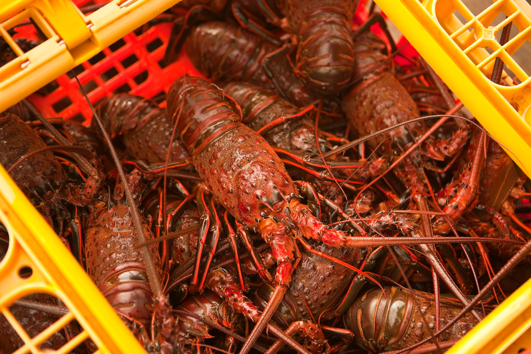 Seafood_Lobster