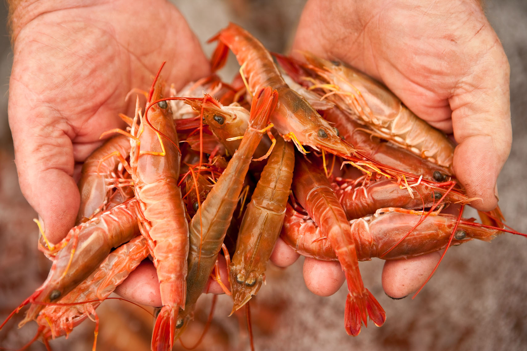 Seafood_Market_Shrimp