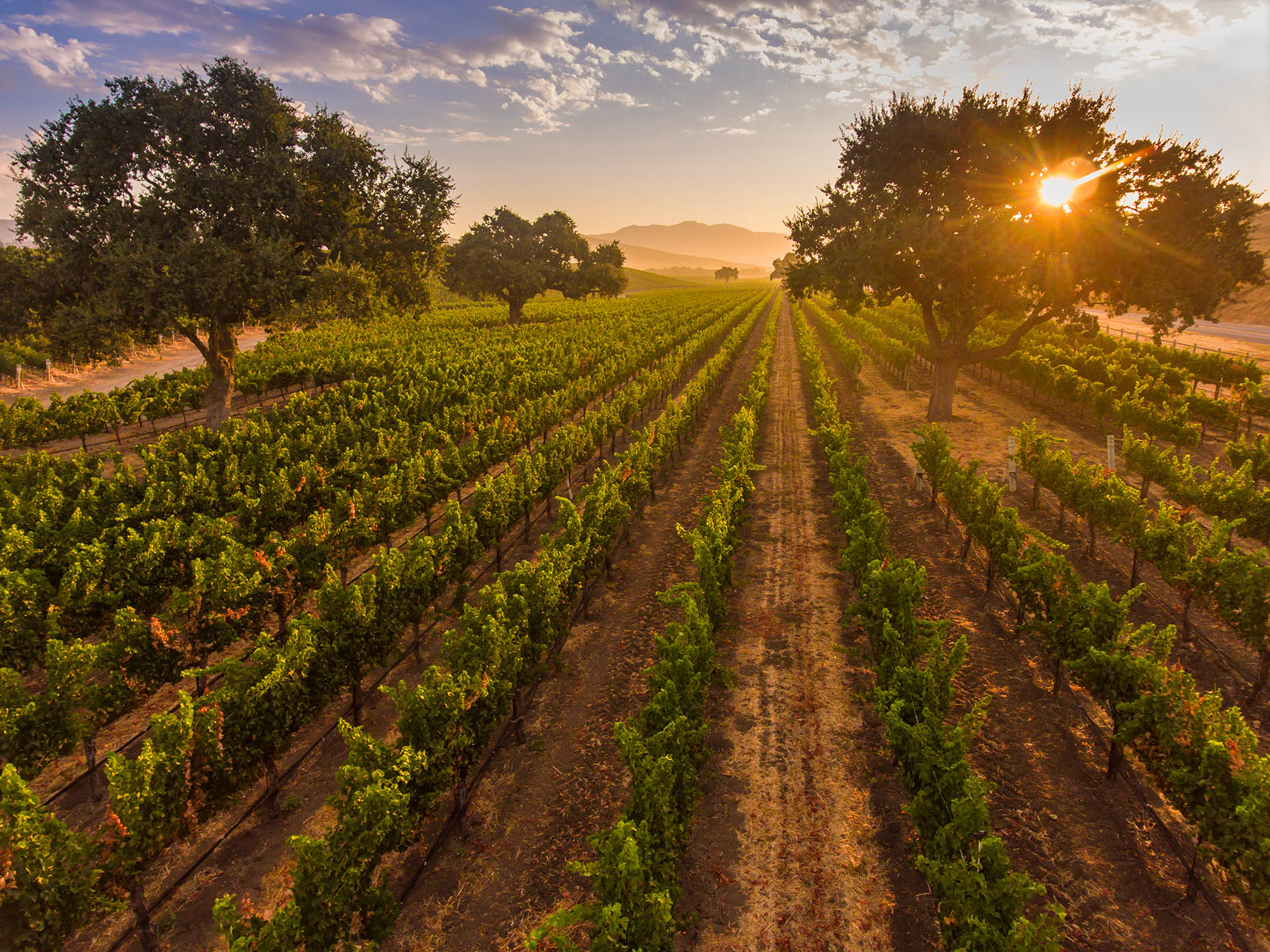 Aerial_Vineyard_Sunrise