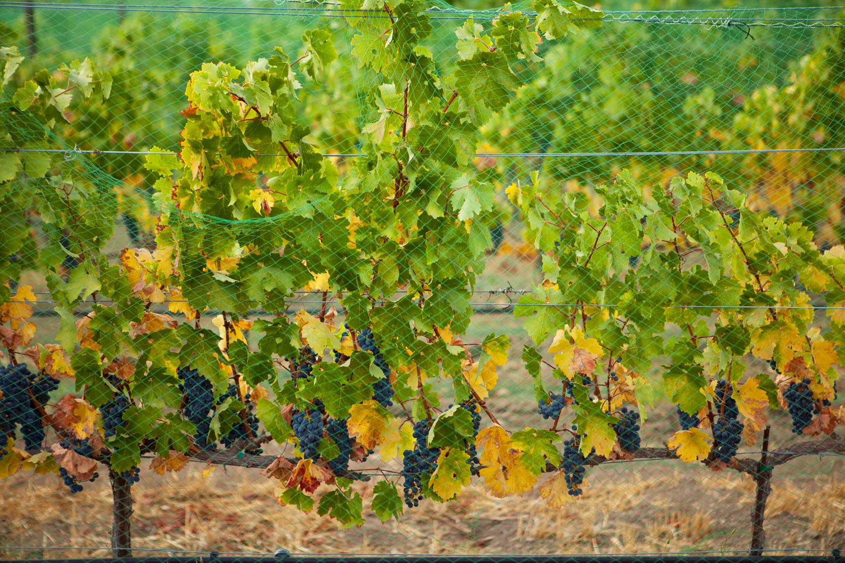 Wine_Grapes_Net