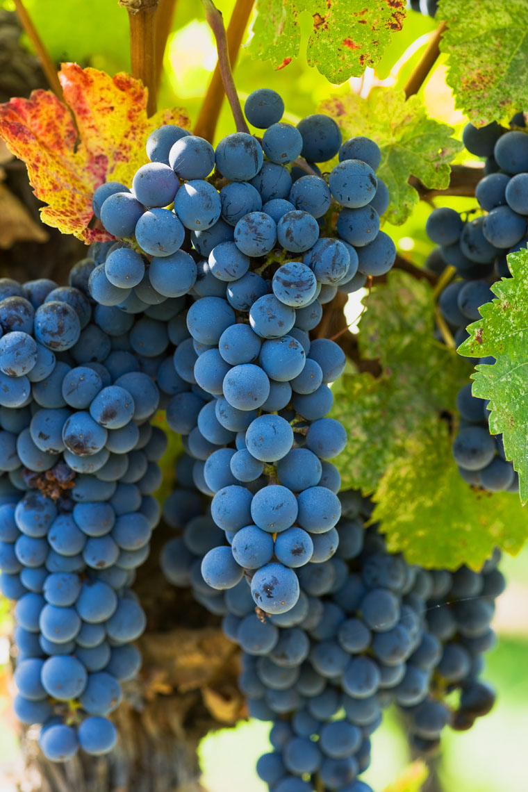Wine_Merlot_Grapes