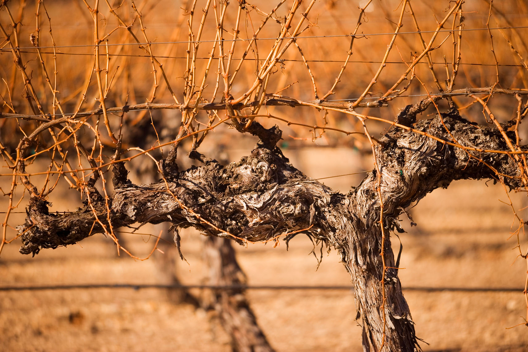 Wine_Winter_Vines